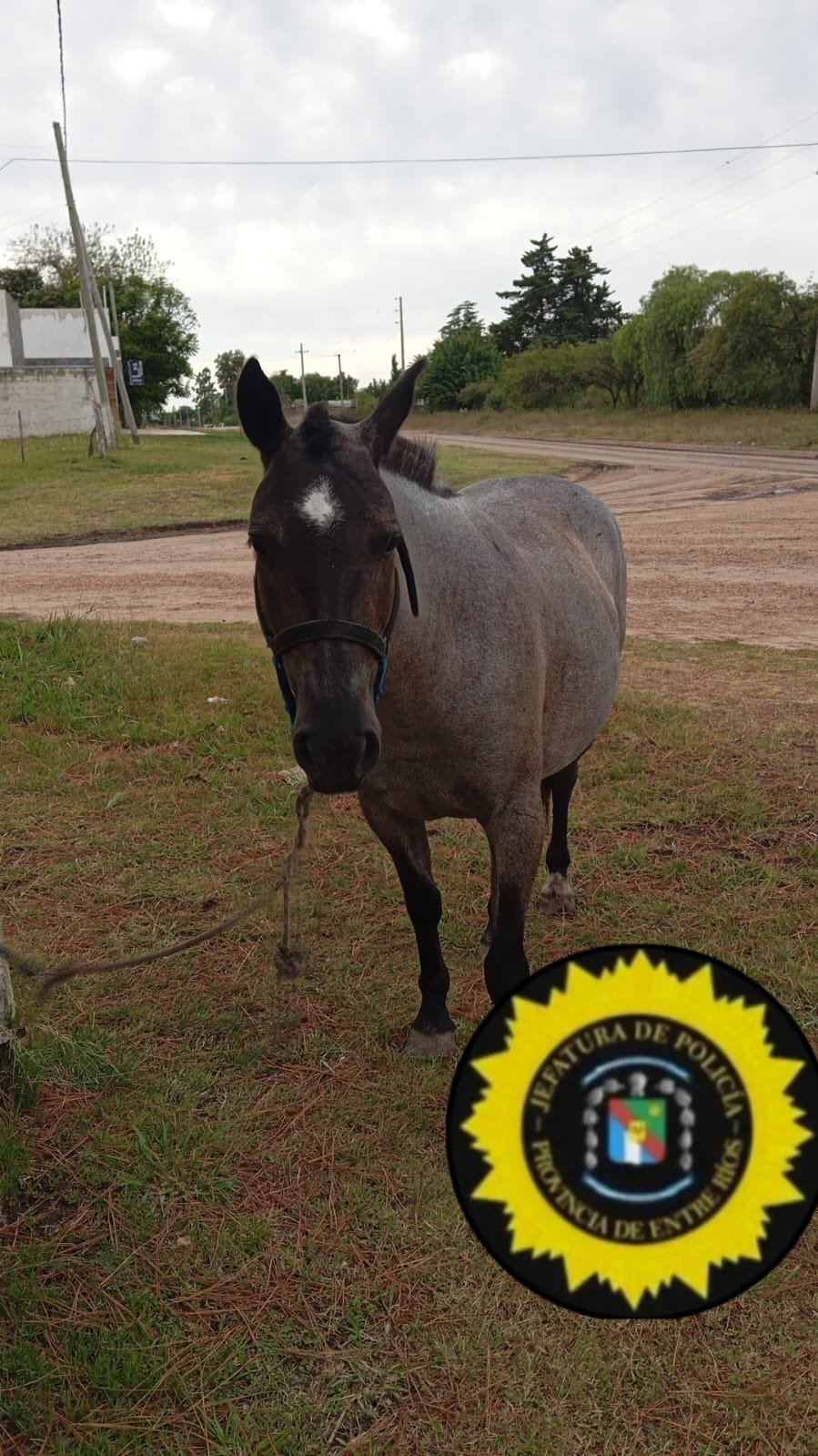 RAPIDO ACCIONAR POLICIAL PERMITE RECUPERAR EQUINO SUSTRAIDO Noticias