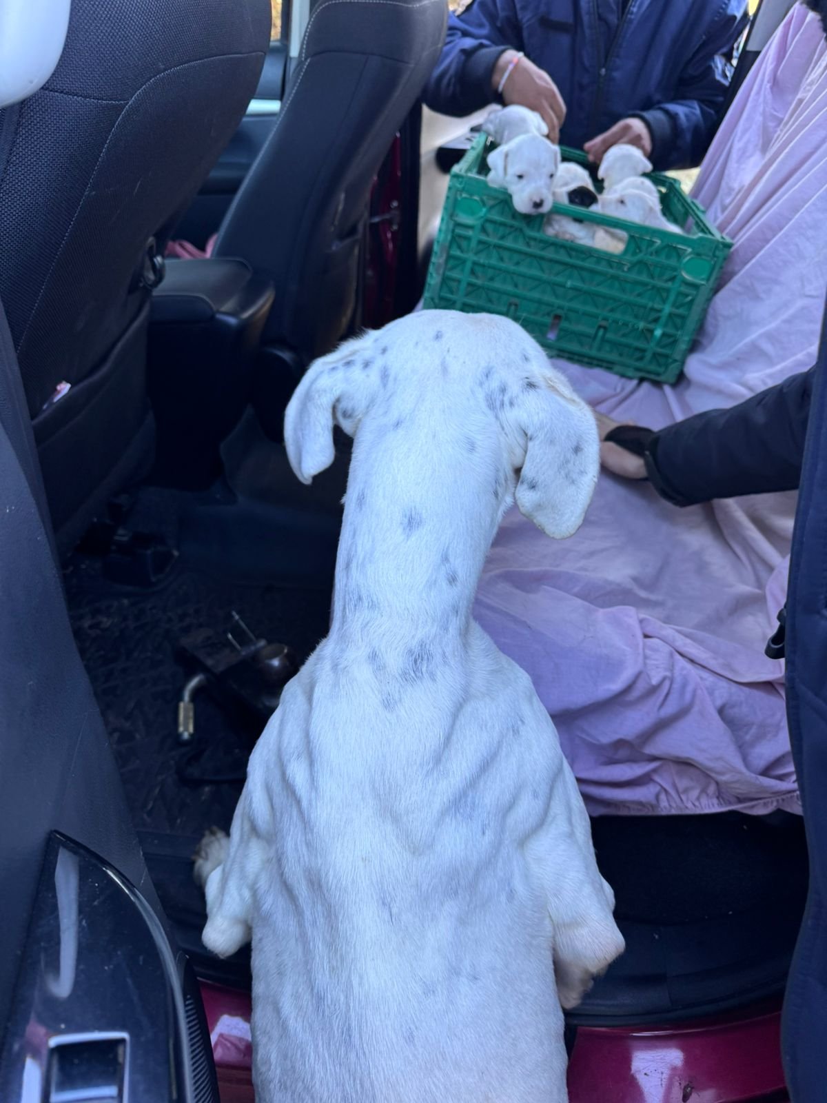 CONCORDIA: Allanamiento por maltrato animal: rescatan 20 canes en barrio Yuquerí